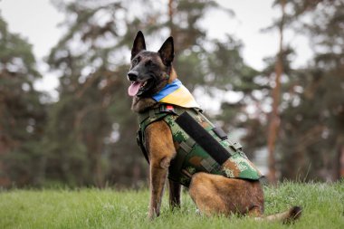 Köpek zırhı. Kurşun geçirmez yelek giymiş bir köpek.