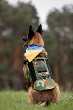 Köpek zırhı. Kurşun geçirmez yelek giymiş bir köpek.