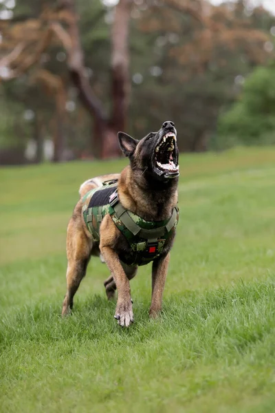 Dog armor. Dog in a bulletproof vest