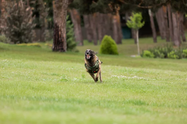 Dog armor. Dog in a bulletproof vest