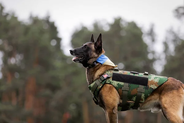 Dog armor. Dog in a bulletproof vest