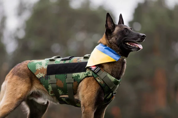 Köpek zırhı. Kurşun geçirmez yelek giymiş bir köpek.