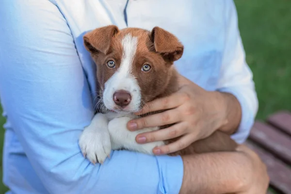 Border Collie Puppy Rests Hands Owner Owner Hugging Puppy Dog — Fotografie, imagine de stoc