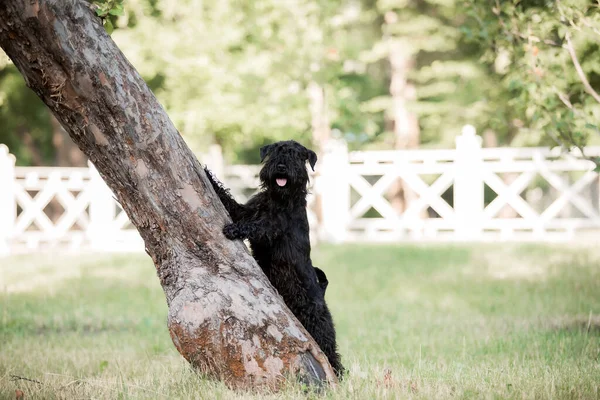Miniature Schnauzer Dog Walk Black Dog Park — Stock Photo, Image