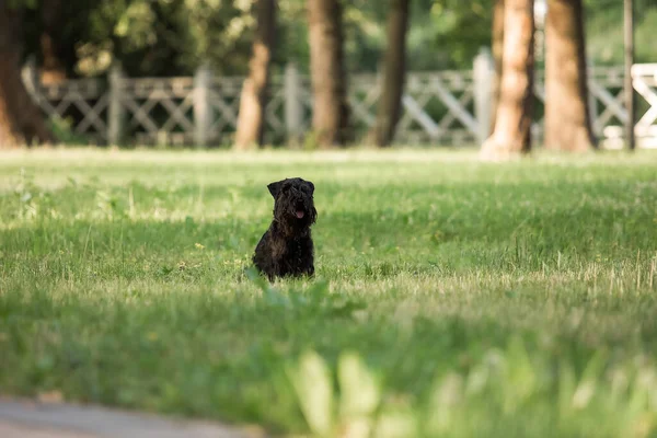 Miniaturní Knírač Pes Procházce Černý Pes Parku — Stock fotografie