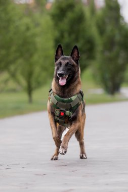 Köpek zırhı. Kurşun geçirmez yelek giymiş bir köpek.