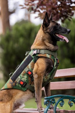 Köpek zırhı. Kurşun geçirmez yelek giymiş bir köpek.