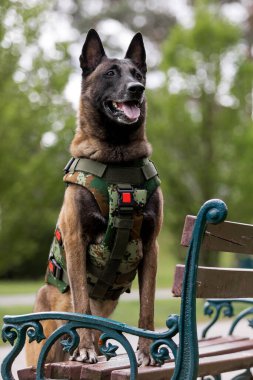 Köpek zırhı. Kurşun geçirmez yelek giymiş bir köpek.