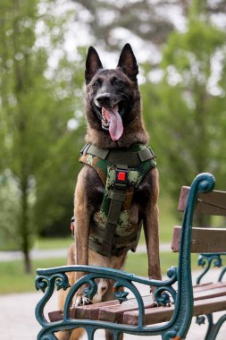 Köpek zırhı. Kurşun geçirmez yelek giymiş bir köpek.