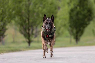 Köpek zırhı. Kurşun geçirmez yelek giymiş bir köpek.