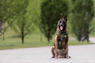Köpek zırhı. Kurşun geçirmez yelek giymiş bir köpek.
