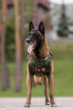 Köpek zırhı. Kurşun geçirmez yelek giymiş bir köpek.