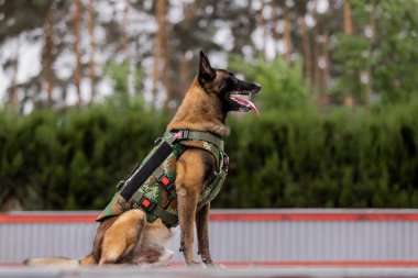 Köpek zırhı. Kurşun geçirmez yelek giymiş bir köpek.