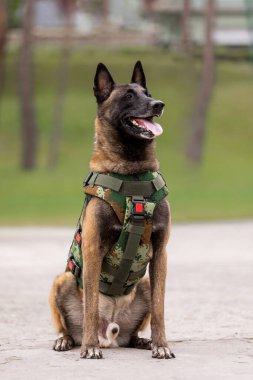 Köpek zırhı. Kurşun geçirmez yelek giymiş bir köpek.
