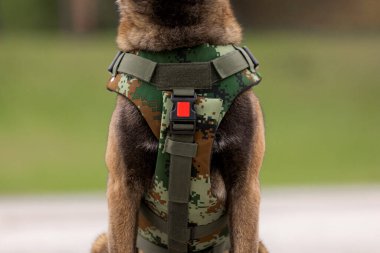 Köpek zırhı. Kurşun geçirmez yelek giymiş bir köpek.