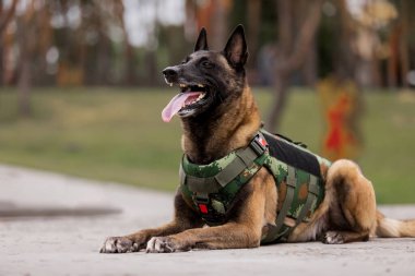 Köpek zırhı. Kurşun geçirmez yelek giymiş bir köpek.