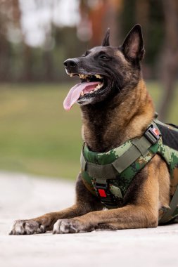 Köpek zırhı. Kurşun geçirmez yelek giymiş bir köpek.
