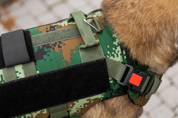 Dog armor. Dog in a bulletproof vest