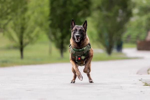 Dog armor. Dog in a bulletproof vest