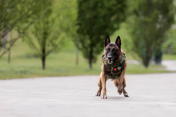 Dog armor. Dog in a bulletproof vest