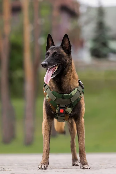 Dog armor. Dog in a bulletproof vest