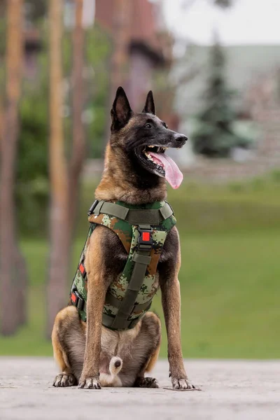 Dog Armor Dog Bulletproof Vest —  Fotos de Stock