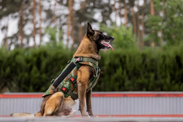 Köpek zırhı. Kurşun geçirmez yelek giymiş bir köpek.