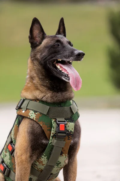 Köpek zırhı. Kurşun geçirmez yelek giymiş bir köpek.