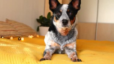 Yatağın üzerinde şirin bir Avustralya köpeği var. Konforlu yatak odası. Evcil hayvan. Mavi sığır köpeği yatakta dinleniyor.