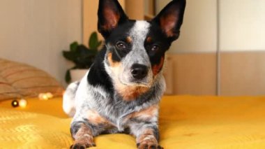 Yatağın üzerinde şirin bir Avustralya köpeği var. Konforlu yatak odası. Evcil hayvan. Mavi sığır köpeği yatakta dinleniyor.
