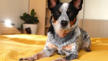 Yatağın üzerinde şirin bir Avustralya köpeği var. Konforlu yatak odası. Evcil hayvan. Mavi sığır köpeği yatakta dinleniyor.