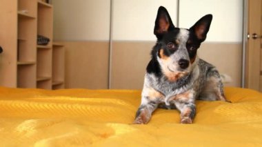 Yatağın üzerinde şirin bir Avustralya köpeği var. Konforlu yatak odası. Evcil hayvan. Mavi sığır köpeği yatakta dinleniyor.