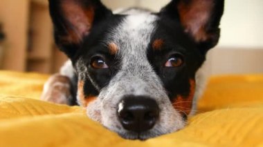 Yatağın üzerinde şirin bir Avustralya köpeği var. Konforlu yatak odası. Evcil hayvan. Mavi sığır köpeği yatakta dinleniyor.