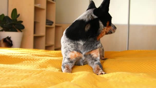 Cute Dog Australian Heeler Bed Cozy Home Bedroom Domestic Pet — Vídeos de Stock