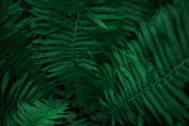 Ferns in the forest. Beautiful ferns leave green foliage. Close up beautiful growing ferns in the forest. Natural fern flower background in sunlight.