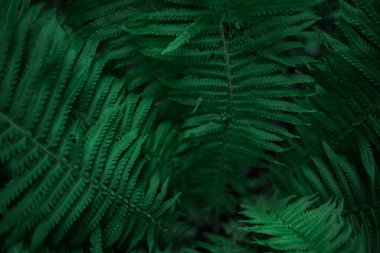 Ormanda eğrelti otları. Güzel eğrelti otları yeşil yapraklar bırakır. Ormanda yetişen güzel eğreltiotlarını kapatın. Güneş ışığında doğal eğreltiotu çiçeği arkaplanı.