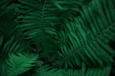 Ormanda eğrelti otları. Güzel eğrelti otları yeşil yapraklar bırakır. Ormanda yetişen güzel eğreltiotlarını kapatın. Güneş ışığında doğal eğreltiotu çiçeği arkaplanı.