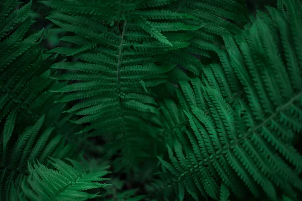 Ferns Forest Beautiful Ferns Leave Green Foliage Close Beautiful Growing — 스톡 사진