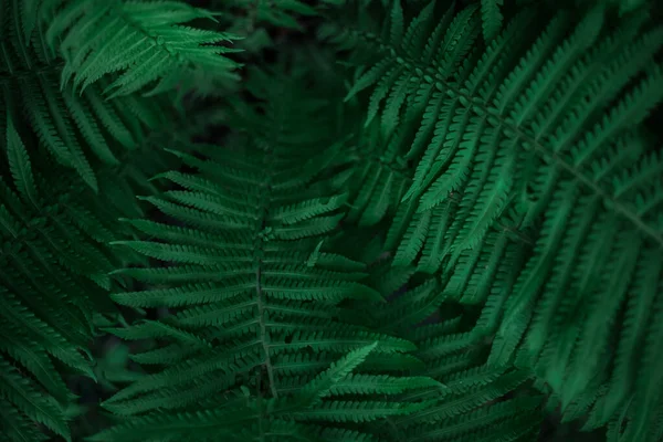 Ferns Forest Beautiful Ferns Leave Green Foliage Close Beautiful Growing — 스톡 사진