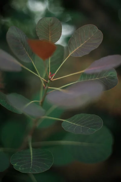 Cotinus Coggygria Scop Royal Purple Cotinus Coggygria Syn Rhus Cotinus — Stockfoto