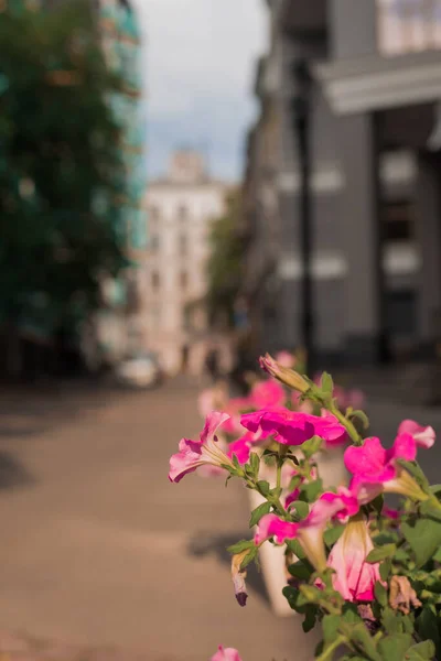 City street. Kyiv in summer. Old houses, coffee shops, pedestrians and flower beds - 03.07.2022 KYIV. UKRAINE