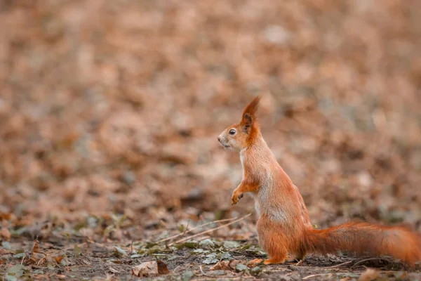 Curious Beautiful Cute Eurasian Red Squirrel Sciurus Vulgaris Forest — Photo