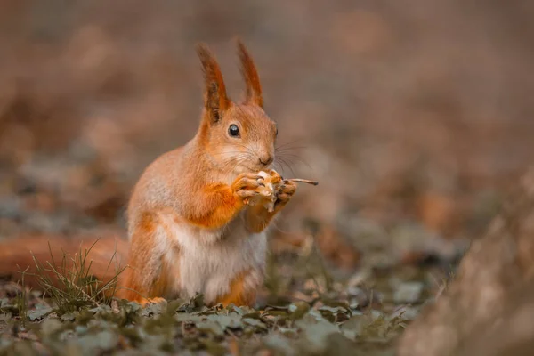 Neugierig Schönes Und Niedliches Eurasisches Rotes Eichhörnchen Sciurus Vulgaris Wald — Stockfoto