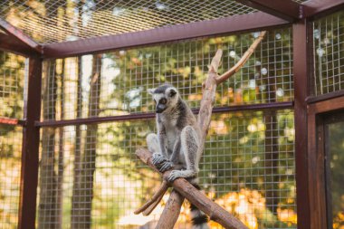 Halka kuyruklu lemur parkta oturuyor. Hayvanat bahçesi.