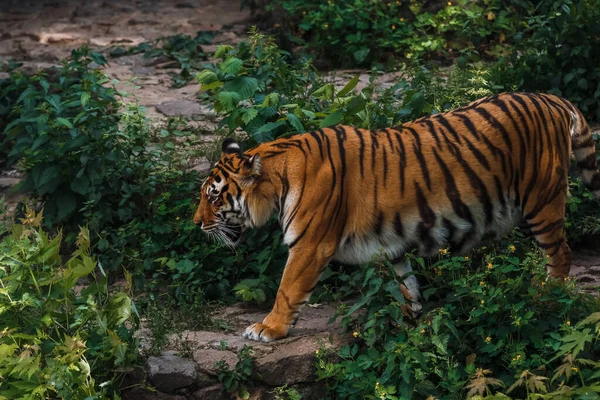 Τίγρη Της Βεγγάλης Ζωολογικός Κήπος Μεγάλη Γάτα Ζωολογικός Κήπος — Φωτογραφία Αρχείου