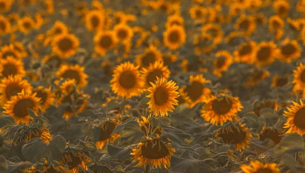Piękny Słonecznik Słoneczny Dzień Naturalnym Tłem Wybiórcze Skupienie Wysokiej Jakości — Zdjęcie stockowe