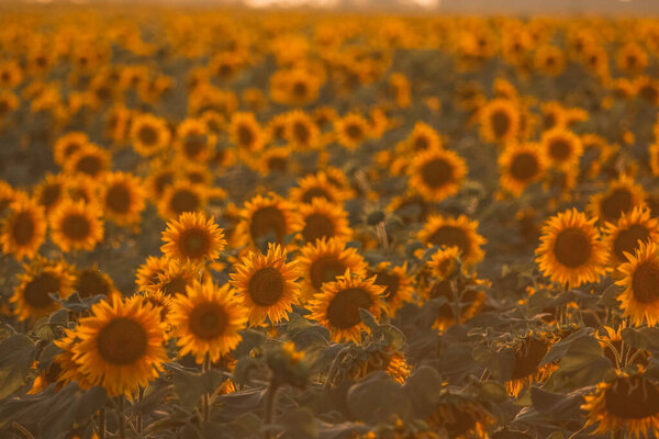 Подсолнечник в солнечный день на естественном фоне. Выборочный фокус. Высокое качество фото