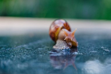 Snail crawling along a path next to wet grass. Close up of the snail taken from side view. Snail has some grass stuck to its shell. Snail is moving into the wet grass.