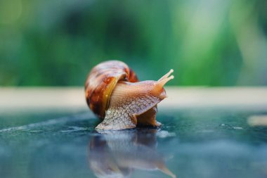 Snail crawling along a path next to wet grass. Close up of the snail taken from side view. Snail has some grass stuck to its shell. Snail is moving into the wet grass.