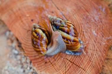 Snail crawling along a path next to wet grass. Close up of the snail taken from side view. Snail has some grass stuck to its shell. Snail is moving into the wet grass.